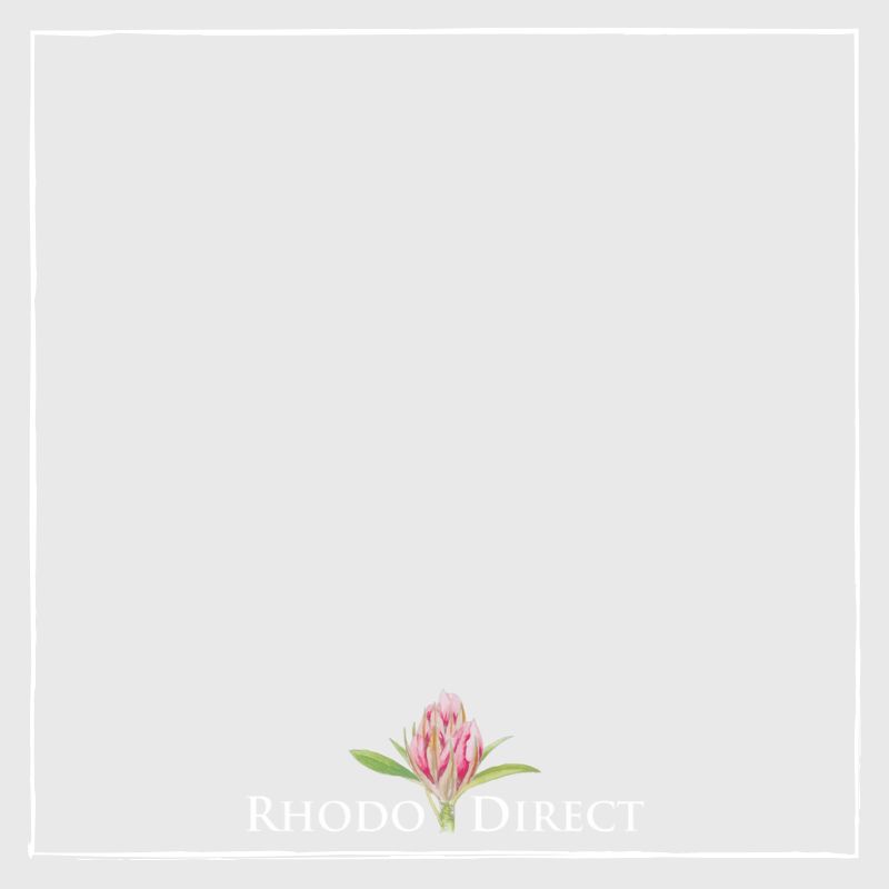 Rhododendron Spotlight