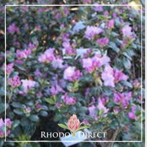 Rhododendron Spring Dance