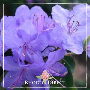 Rhododendron St Breward