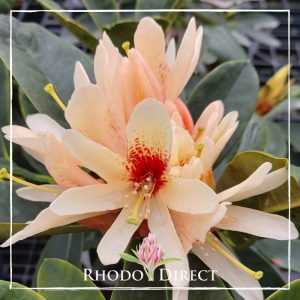 Rhododendron Starbright Champagne