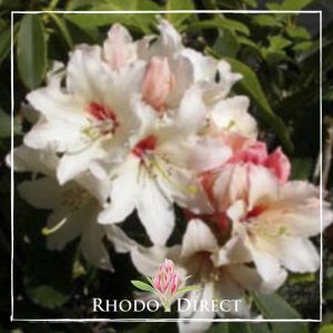 Rhododendron Starbright Sateurnes