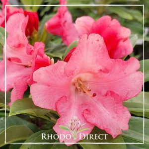 Rhododendron Surrey Heath