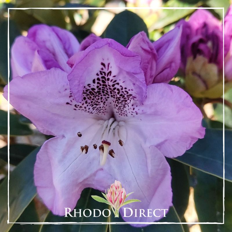Rhododendron Susan