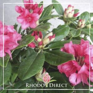 Rhododendron Sweet Sue