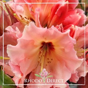 Rhododendron Tahitian Dawn