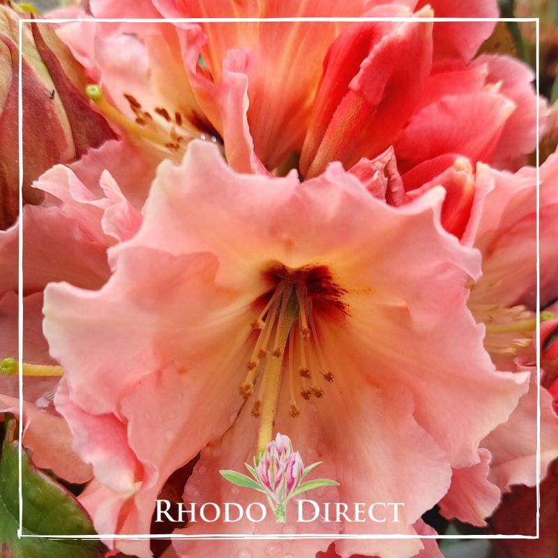 Rhododendron Tahitian Dawn