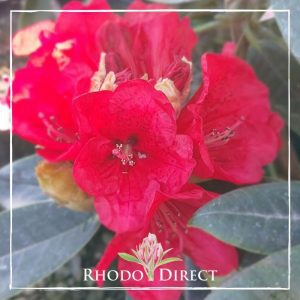 Rhododendron Taurus