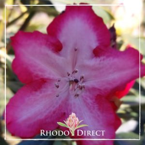 Rhododendron The President