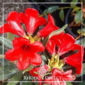 Rhododendron Titian Beauty
