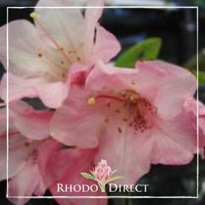 Rhododendron Too Bee