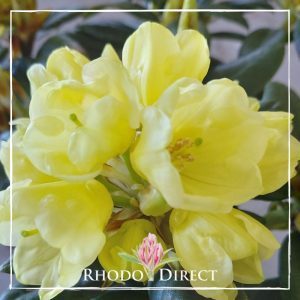 Rhododendron Top Banana
