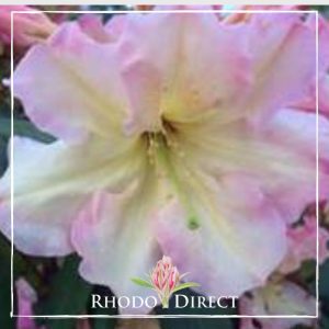 Rhododendron Tropical Splash