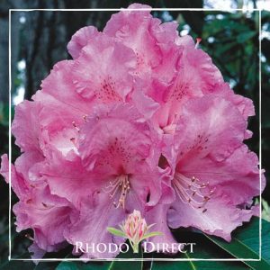 Rhododendron Trude Webster