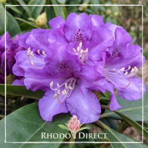 Close-up of vibrant purple rhododendron flowers in full bloom with dark green leaves in the background. A logo and text at the bottom say "Rhododendron True Blue" with a small flower bud illustration