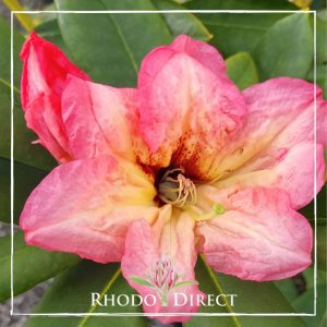 Rhododendron Twice as Nice