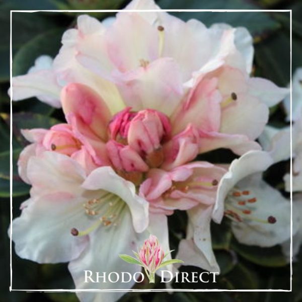 Rhododendron Unique