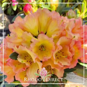 Rhododendron Unique Marmalade