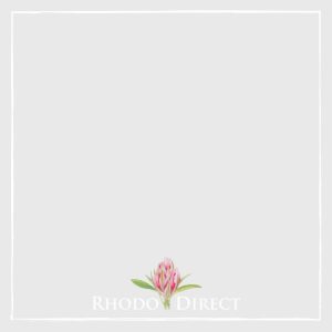 Rhododendron Unknown Warrior