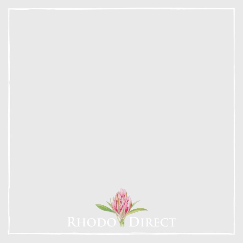 Rhododendron Unknown Warrior