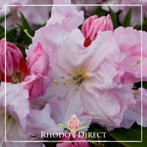 Rhododendron Van Dec