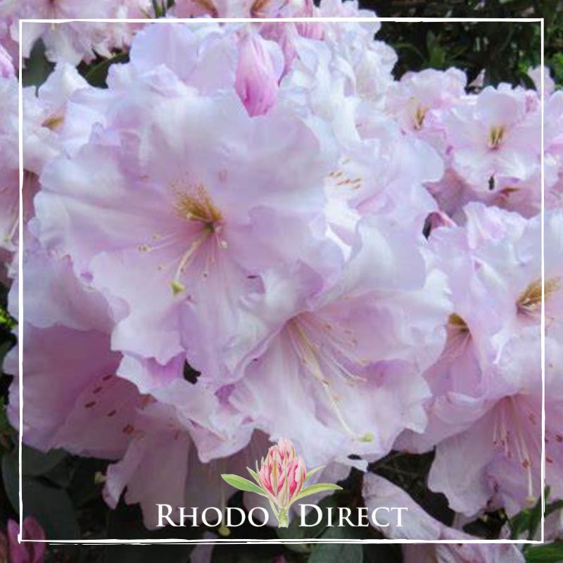 Rhododendron Van Nes Sensation