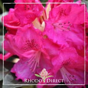 Rhododendron Very Berry