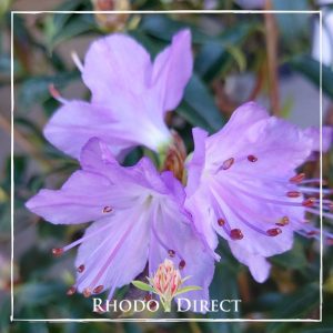 Rhododendron Vibrant Violet
