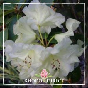 Rhododendron Vicki Harris