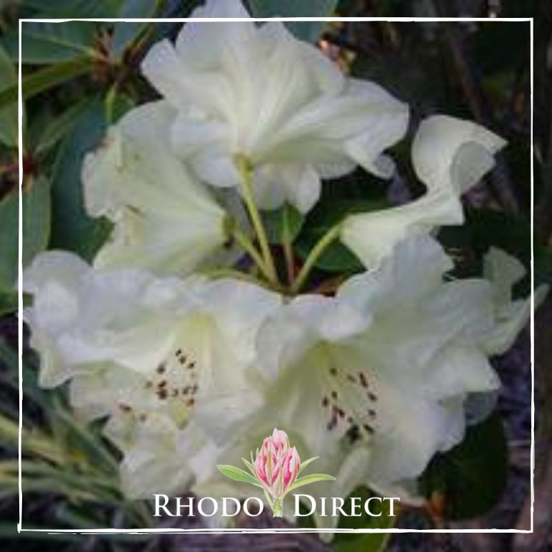 Rhododendron Vicki Harris