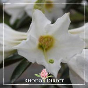 Rhododendron Virginalis