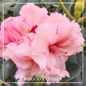 Rhododendron Virginia Richards