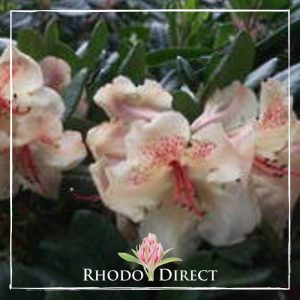 Rhododendron Viscy