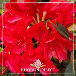 Rhododendron Vulcan's Flame