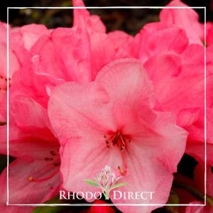 Rhododendron Wee Willy Winkie