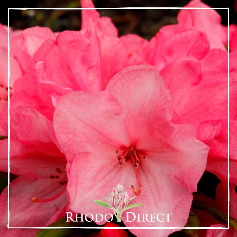 Rhododendron Wee Willy Winkie