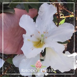 Rhododendron White Dove