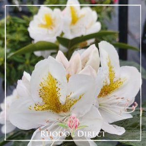Rhododendron White Gold