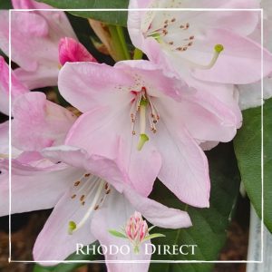 Rhododendron White Pearl