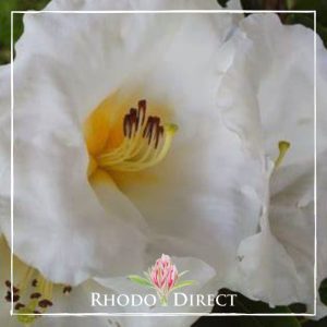 Rhododendron White Waves