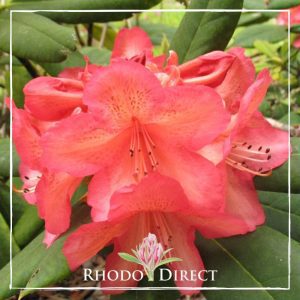 Rhododendron Whitney's Late Orange