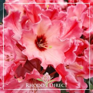 Rhododendron Willets