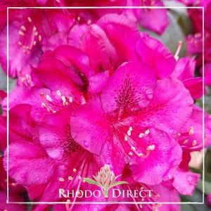 Rhododendron William Downing