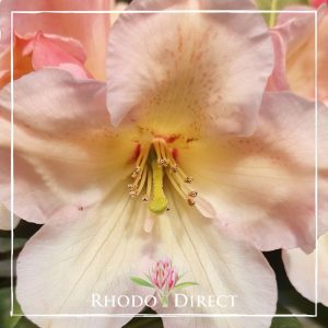 Rhododendron Wind River