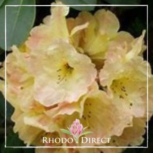 Rhododendron Winnie Hayes