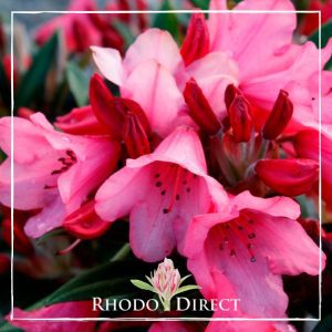 Rhododendron Winsome