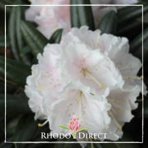 Rhododendron Winter Morn