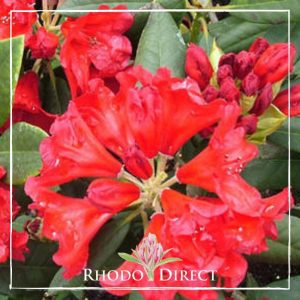 Rhododendron Witchery
