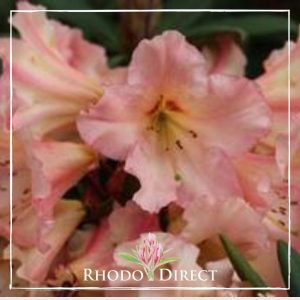 Rhododendron Woody Peach