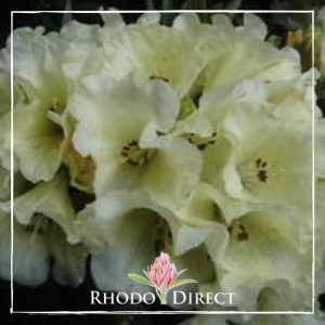Rhododendron Yak Canary Song