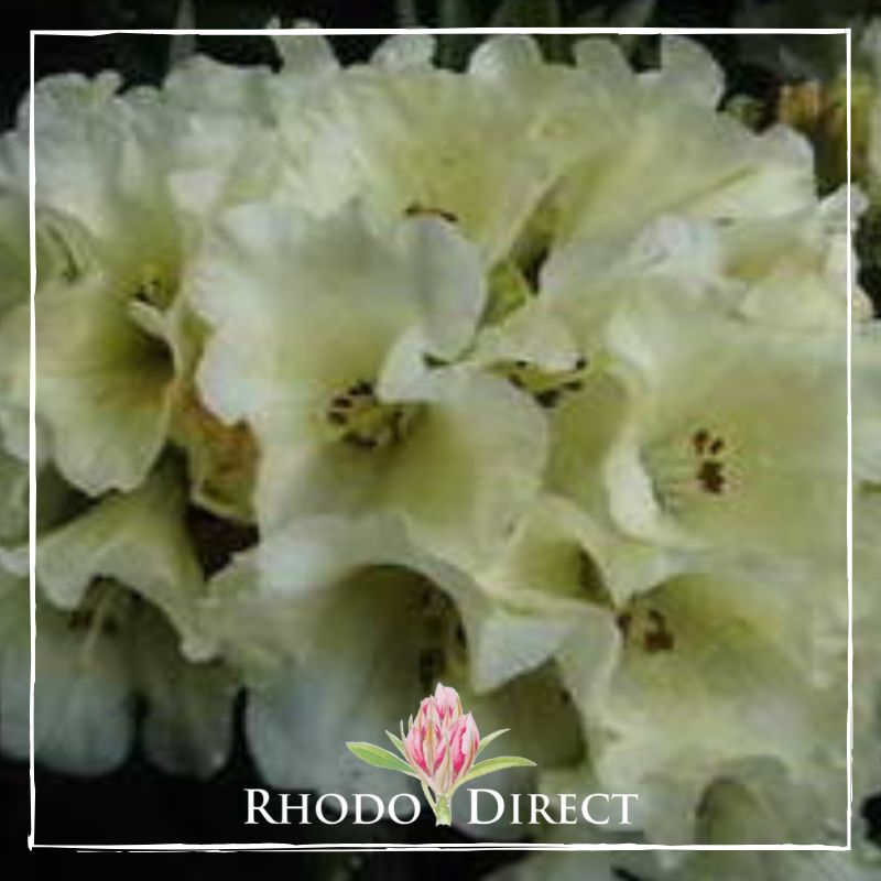 Rhododendron Yak Canary Song